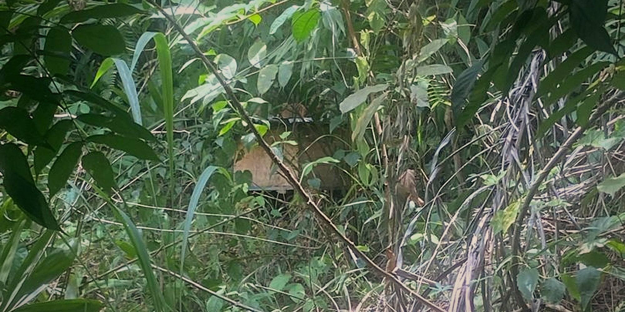 A hive in the understory of Kongo Central